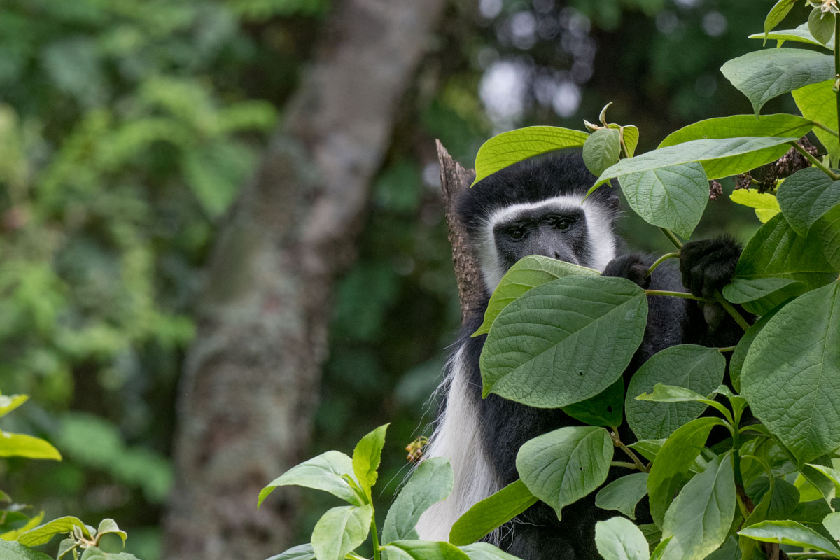 Nature walk Arusha National Park